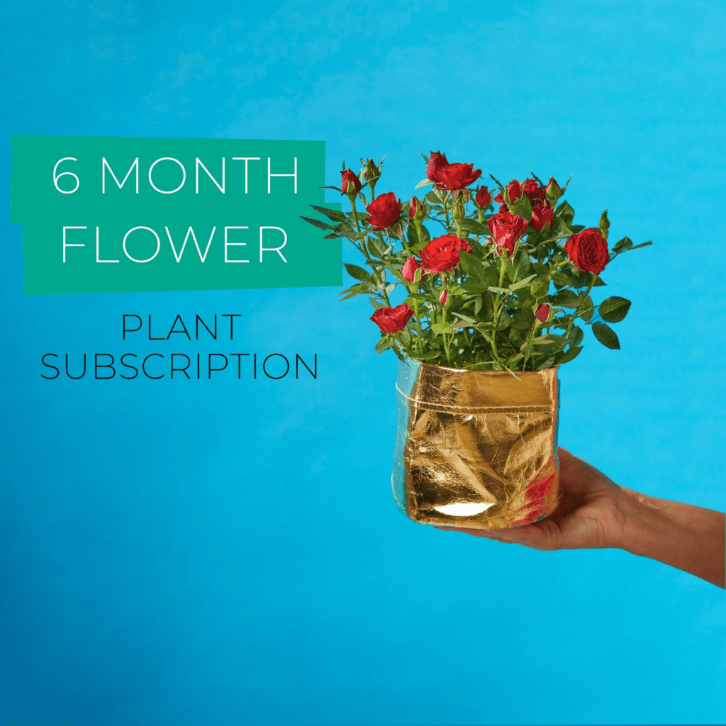 6 Month Plant Subscription - Lorinsworld.com