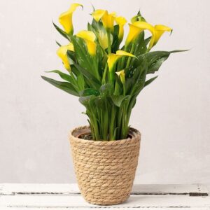 Yellow Calla Lily in Seagrass Pot.